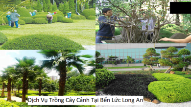 Dịch Vụ Trồng Cây Cảnh Tại Bến Lức Long An