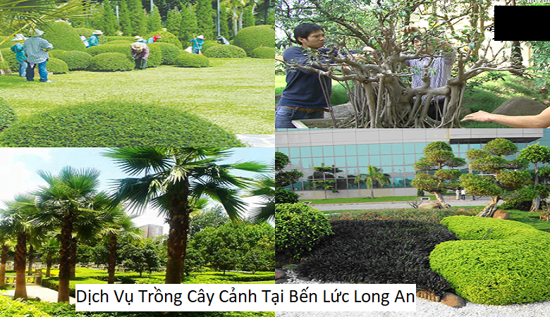 Dịch Vụ Trồng Cây Cảnh Tại Bến Lức Long An