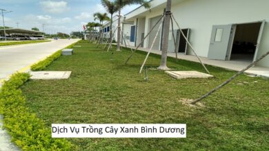 Dịch Vụ Trồng Cây Xanh Bình Dương
