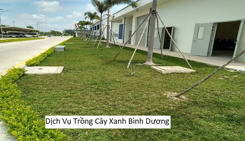 Dịch Vụ Trồng Cây Xanh Bình Dương