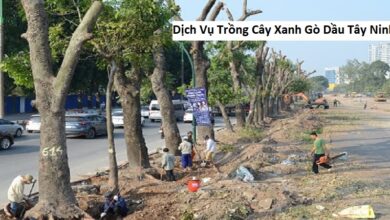 Dịch Vụ Trồng Cây Xanh Gò Dầu Tây Ninh