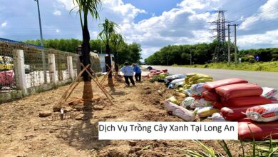 Dịch Vụ Trồng Cây Xanh Tại Long An