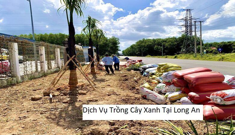 Dịch Vụ Trồng Cây Xanh Tại Long An