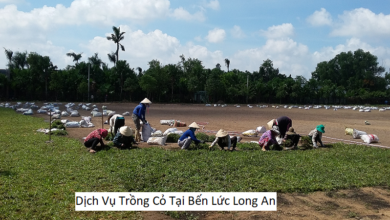 Dịch Vụ Trồng Cỏ Tại Bến Lức Long An