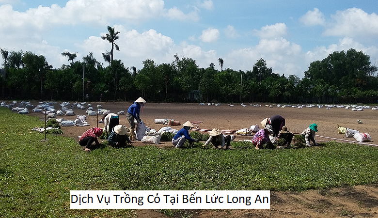 Dịch Vụ Trồng Cỏ Tại Bến Lức Long An
