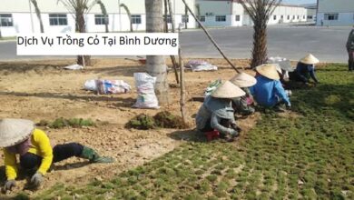 Dịch Vụ Trồng Cỏ Tại Bình Dương