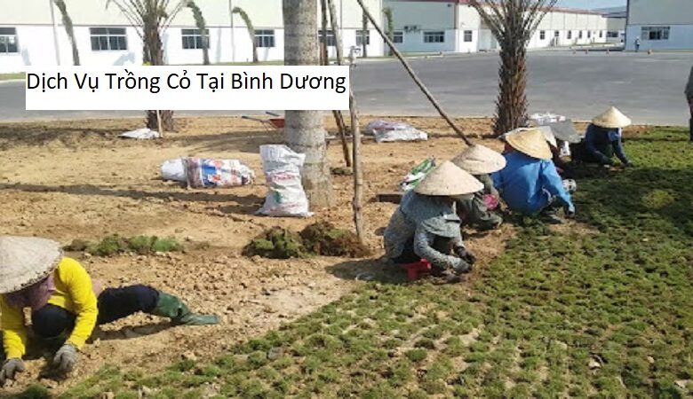 Dịch Vụ Trồng Cỏ Tại Bình Dương