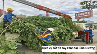 Dịch vụ cắt tỉa cây xanh tại Bình Dương