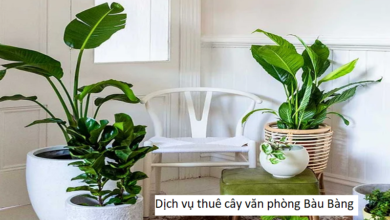 Dịch vụ thuê cây văn phòng Bàu Bàng 