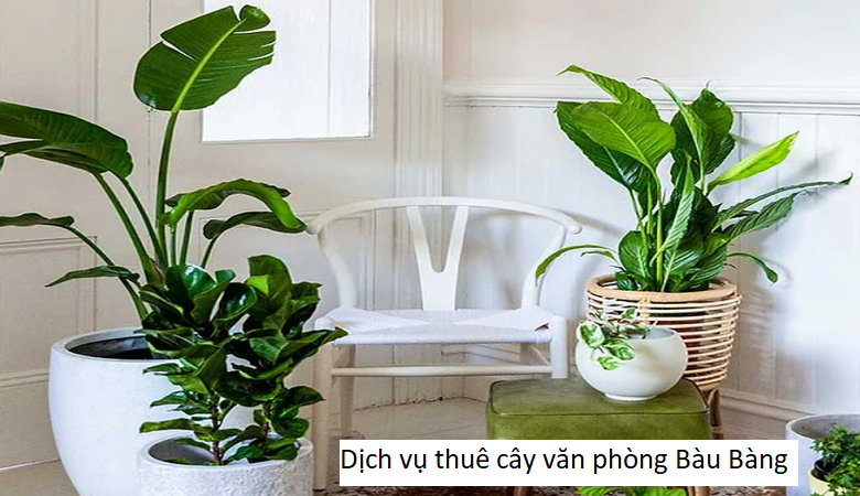 Dịch vụ thuê cây văn phòng Bàu Bàng