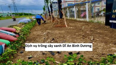 Dịch vụ trồng cây xanh Dĩ An Bình Dương