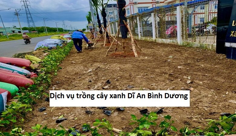 Dịch vụ trồng cây xanh Dĩ An Bình Dương