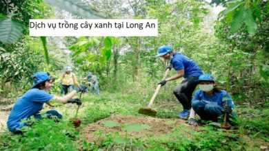 Dịch vụ trồng cây xanh tại Long An