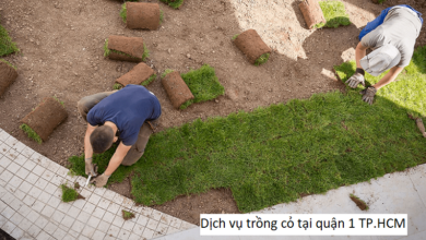 Dịch vụ trồng cỏ tại quận 1 TP.HCM