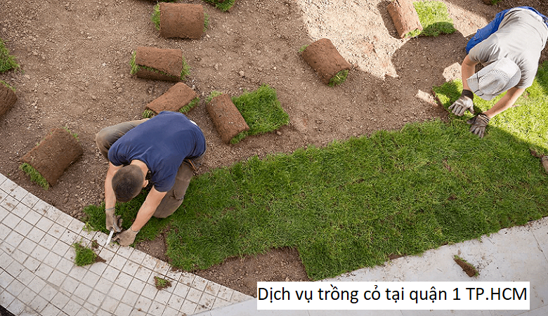 Dịch vụ trồng cỏ tại quận 1 TP.HCM