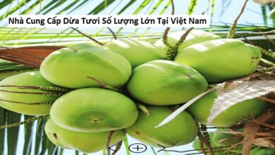 Nhà Cung Cấp Dừa Tươi Số Lượng Lớn Tại Việt Nam