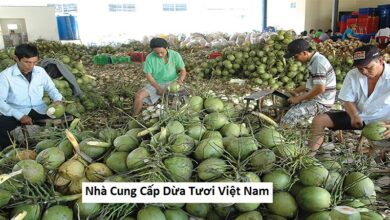  Nhà Cung Cấp Dừa Tươi Việt Nam