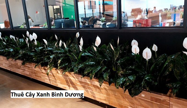 Thuê Cây Xanh Bình Dương