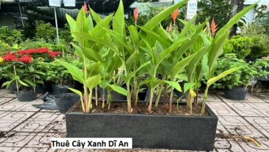 Thuê Cây Xanh Dĩ An