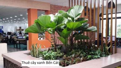 Thuê cây xanh Bến Cát