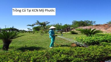 Trồng Cỏ Tại KCN Mỹ Phước