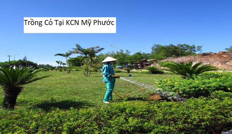 Trồng Cỏ Tại KCN Mỹ Phước