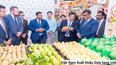 Việt Nam Xuất Khẩu Dừa Sang UAE