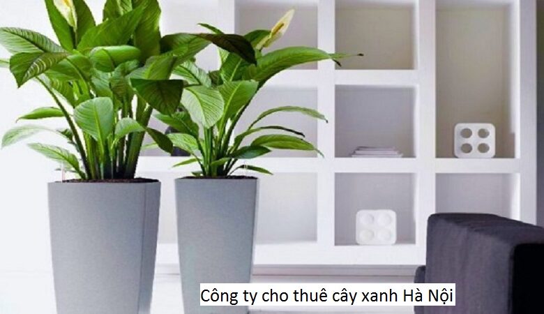 Công ty cho thuê cây xanh Hà Nội